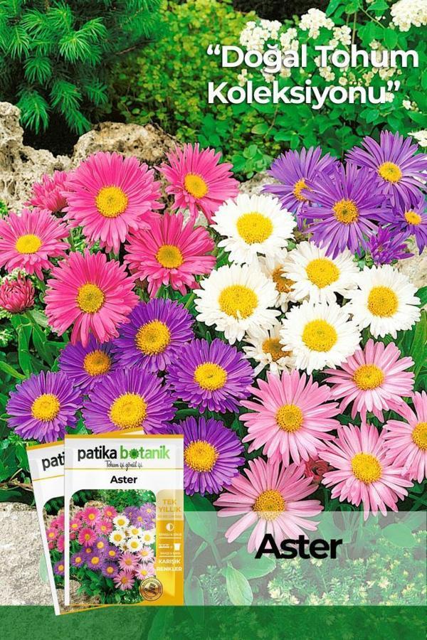 50 Adet Aster Çiçeği Tohumu  - Image 1