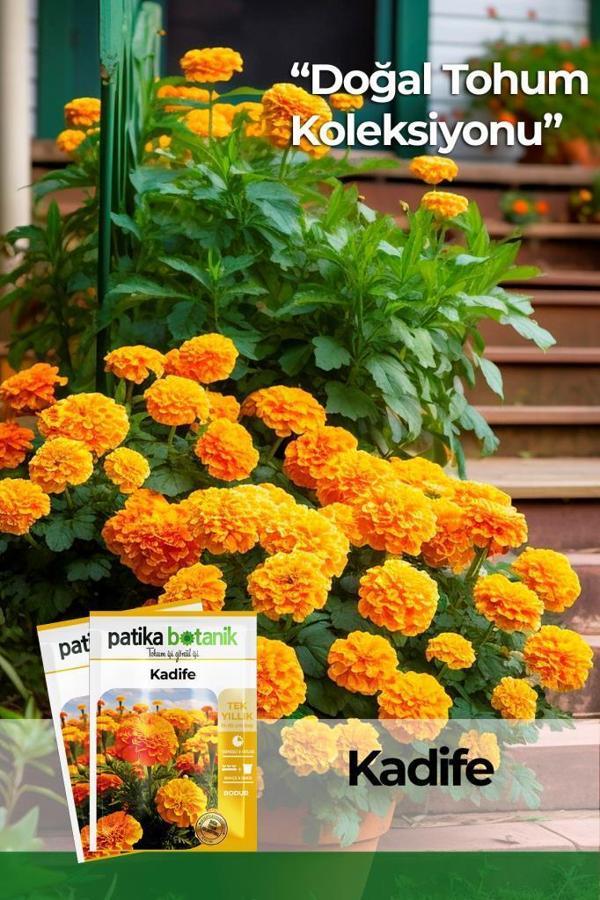 50 Adet Bodur Kadife Çiçek Tohumu (Tagetes L.) - Image 1