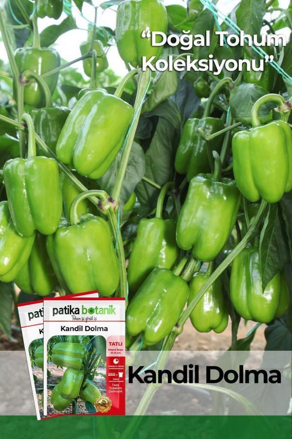 150 Adet Yerli Ata Kandil Dolma Biber Tohumu - Image 1