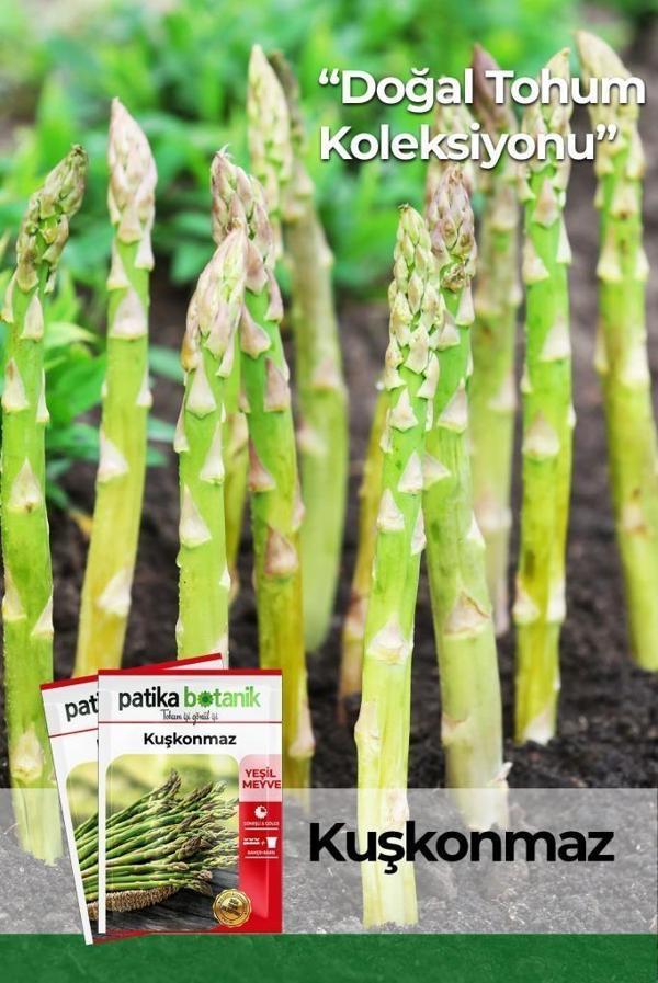 50 Adet Kuşkonmaz Tohumu - Yeşil Meyve - Image 1