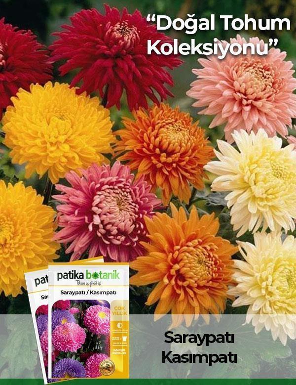 50 Adet Saray Patı (Kasım Patı) Çiçek Tohumu - Image 1