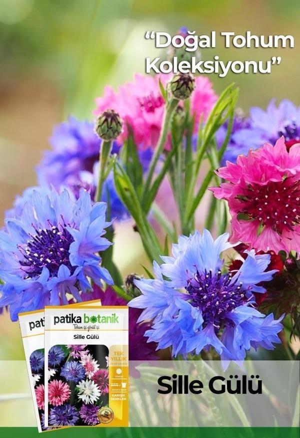50 Adet Sille Gülü Çiçek Tohumu - Image 1