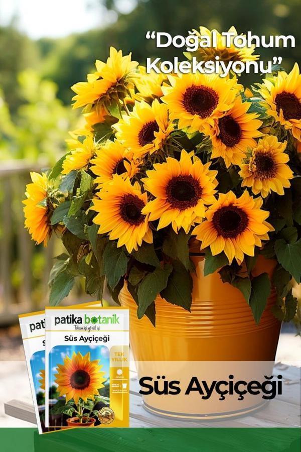 50 Adet Süs Ayçiçeği (Helianthus Debilis) Çiçek Tohumu  - Image 1