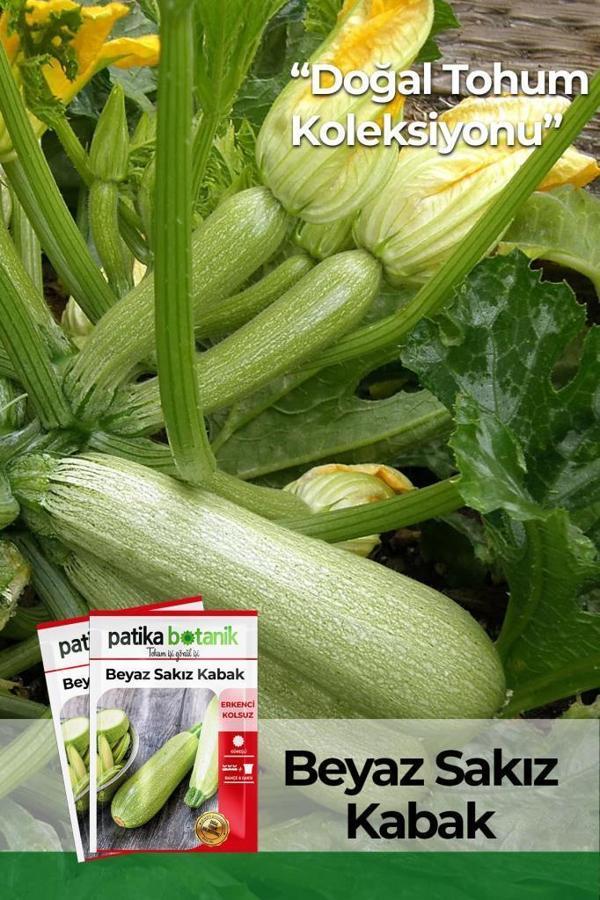 20 Adet Ata Tohumu Yerli Beyaz Sakız Kabak - Image 1