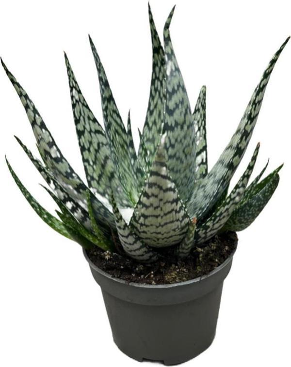 Aloe 'Bronze Lizard' (Kaktüs) - Image 1