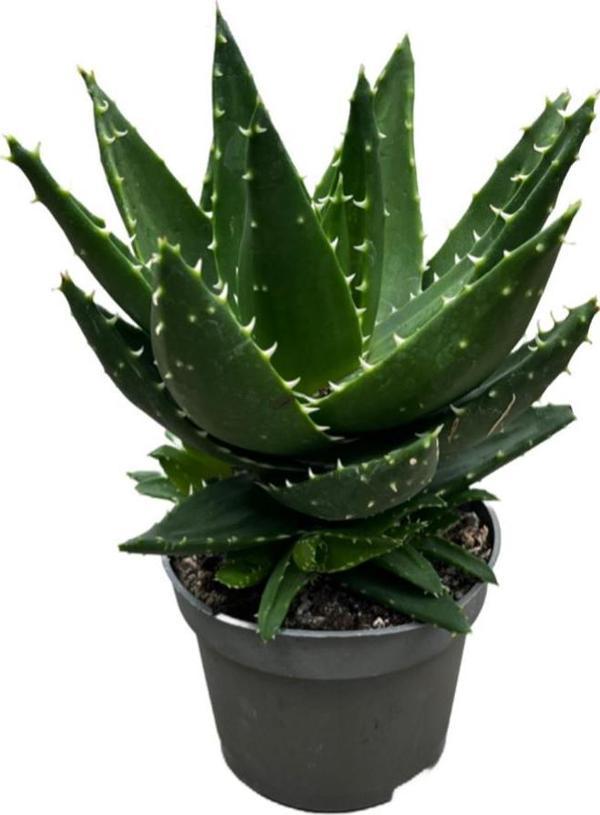 Aloe Mitriformis (Kaktüs) - Image 1