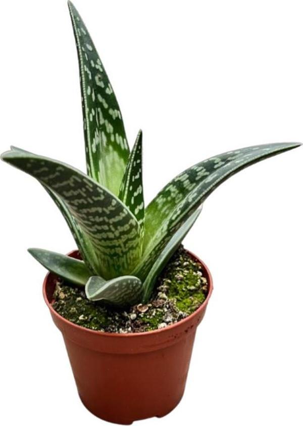 Aloe Variegata (Kaktüs) - Image 1