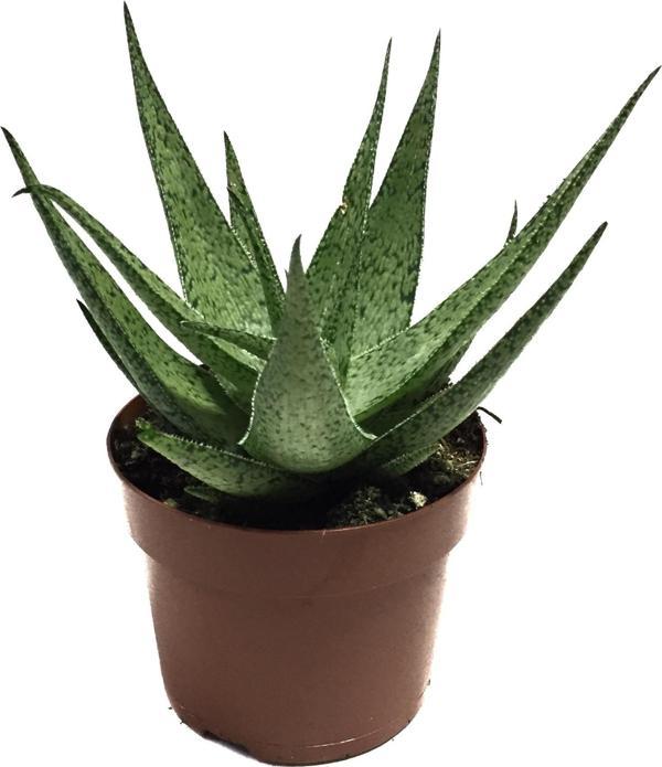 Aloe 'White Fox' (Kaktüs) - Image 1