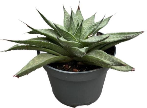 Aloe Wonder (Kaktüs) - Image 1
