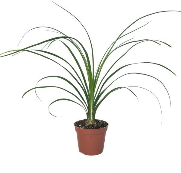 Beaucarnea Recurvata (Nolina Fil Ayağı Bitkisi) - Image 1