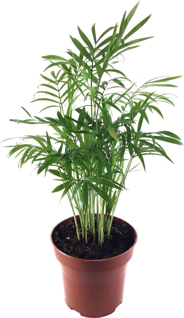 Chamaedorea Elegans (Dağ Palmiyesi) - Image 1