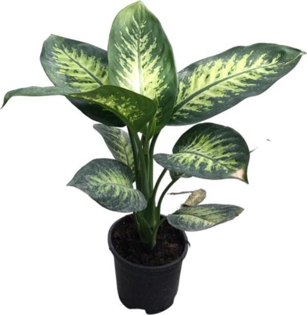 Dieffenbachia Seguine (Difenbahya Çiçeği) - Image 1