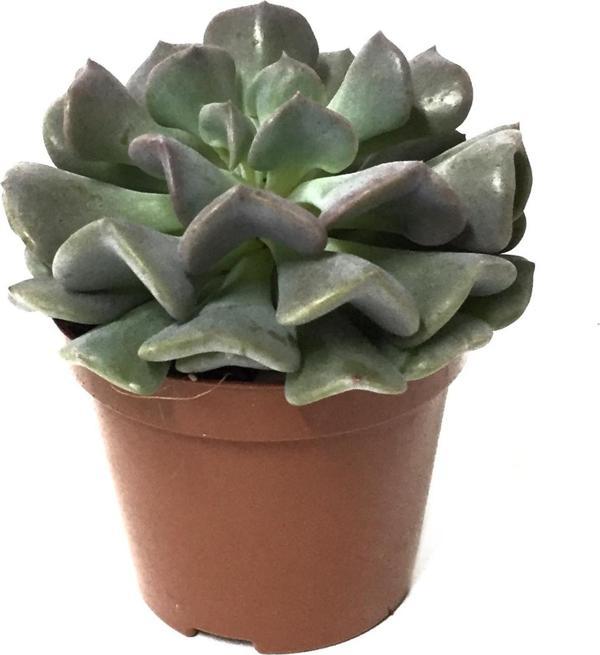 Echeveria 'Cubic Frost' - Image 1