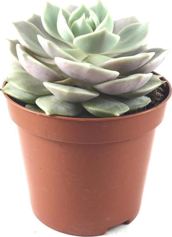 Echeveria Lola (Sukulent) - Image 1