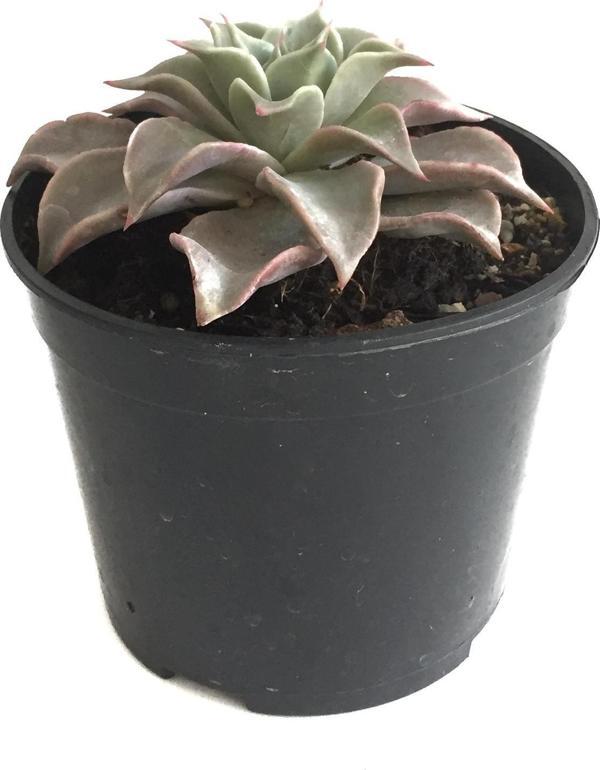 Echeveria Madiba (Sukulent) - Image 1