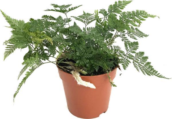 Humata Tyermanii (Eğrelti Otu) - Image 1