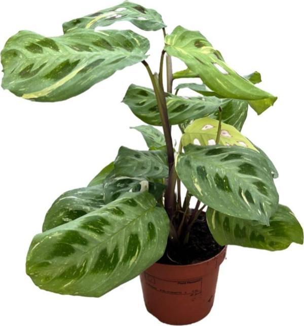 Maranta Leuconeura Kerchoveana 'Variegata' (Dua Çiçeği) - Image 1
