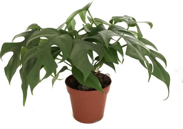 Monstera Minima (Deve Tabanı) - Image 1