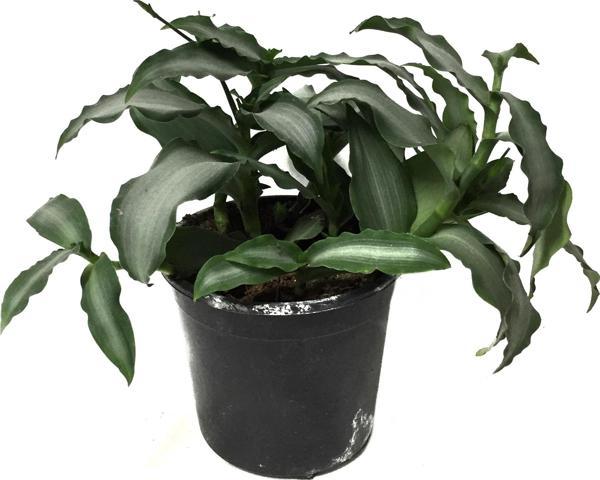 Murdannia Loriformus 'Bright Star' - Image 1