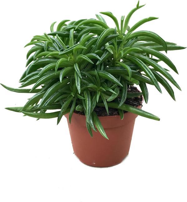 Peperomia Nivalis - Image 1