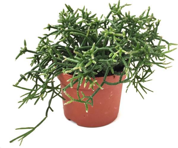 Rhipsalis Heteroclada - Image 1