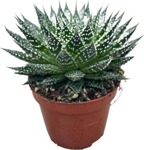 Aloe Aristata (Kaktüs) - Image 1