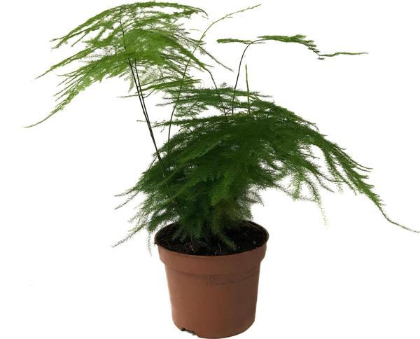Asparagus Plumosus (Kuşkonmaz Çiçeği) - Image 1