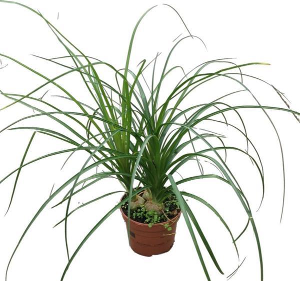 Beaucarnea Recurvata (Nolina Fil Ayağı Bitkisi) - Image 1