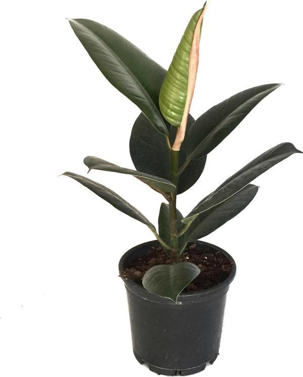 Ficus Elastica (Kauçuk Çiçeği) - Image 1