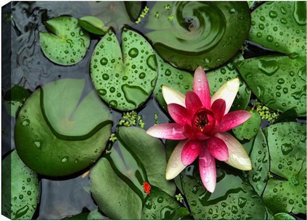 Tablo Center 50x70 cm Çiçek Kanvas Tablo - Image 1