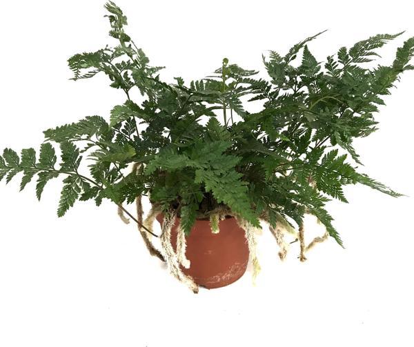 Humata Tyermanii (Eğrelti Otu) - Image 1