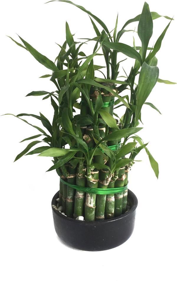 Lucky Bamboo (Şans Bambusu) - Image 1