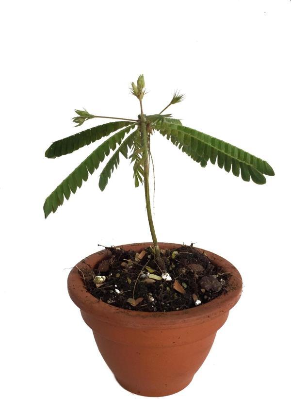 Biophytum Sensitivum - Image 1