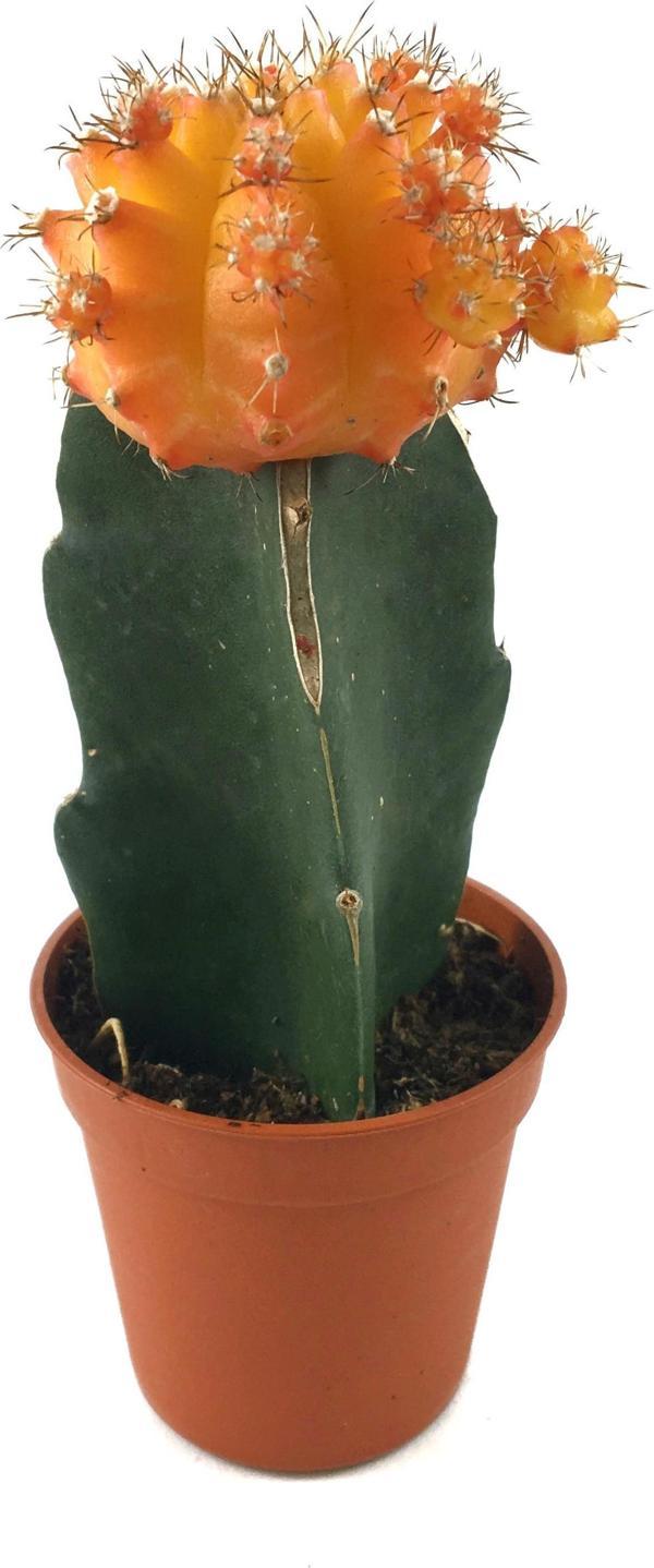 Gymnocalycium Mihanovichii 'Orange' (Kaktüs) - Image 1