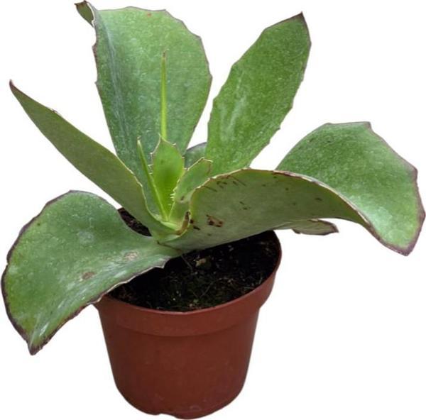 Kalanchoe Synsepala (Sukulent) - Image 1