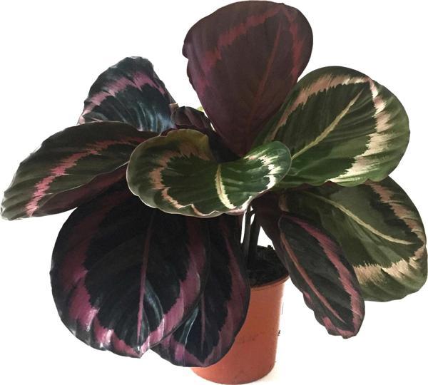 Calathea Roseopicta 'Dottie' (Dua Çiçeği) - Image 1