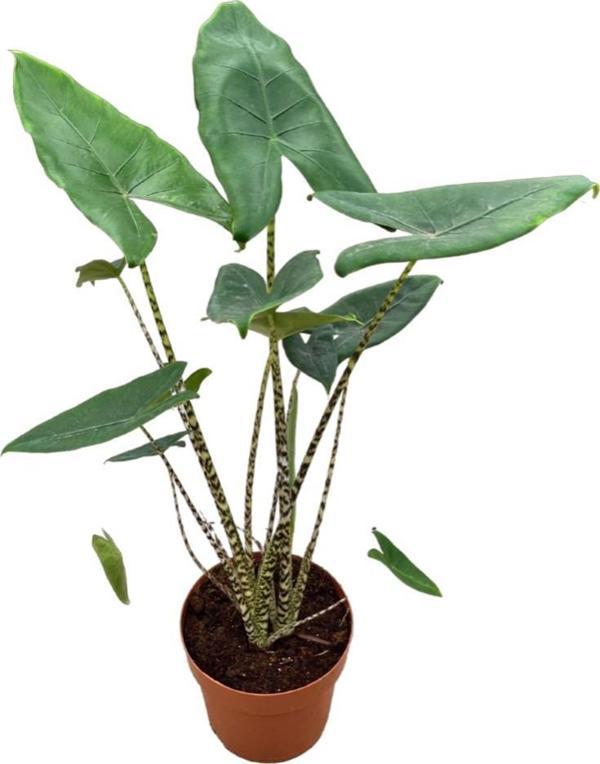 Alocasia Zebrina (Fil Kulağı) - Image 1