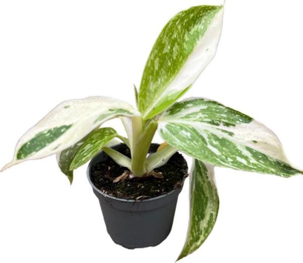 Philodendron 'Jose Buono' - Image 1