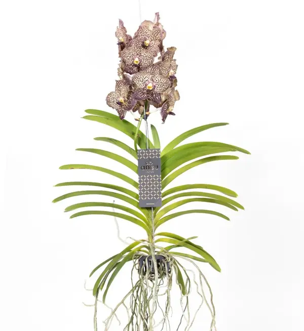 Vanda Sunanda 'Ocelot Mocha' (Vanda Orkide) - Image 1