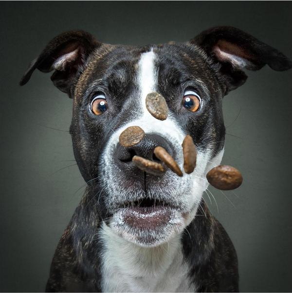 Prime 3D Vieler Fotoğraf Köpek Puzzle 100 Parça 20511 - Image 1