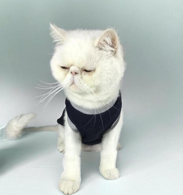 Cat Navy Sports Atlet Kedi Kıyafeti (Large / 3 – 3,5 kg )   - Image 1