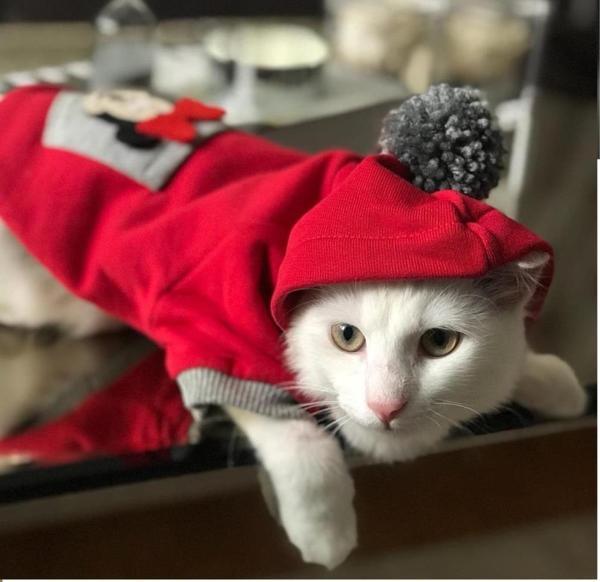 Athletique Kedi Süeteri Sevimli Fare Kırmızı - Image 1