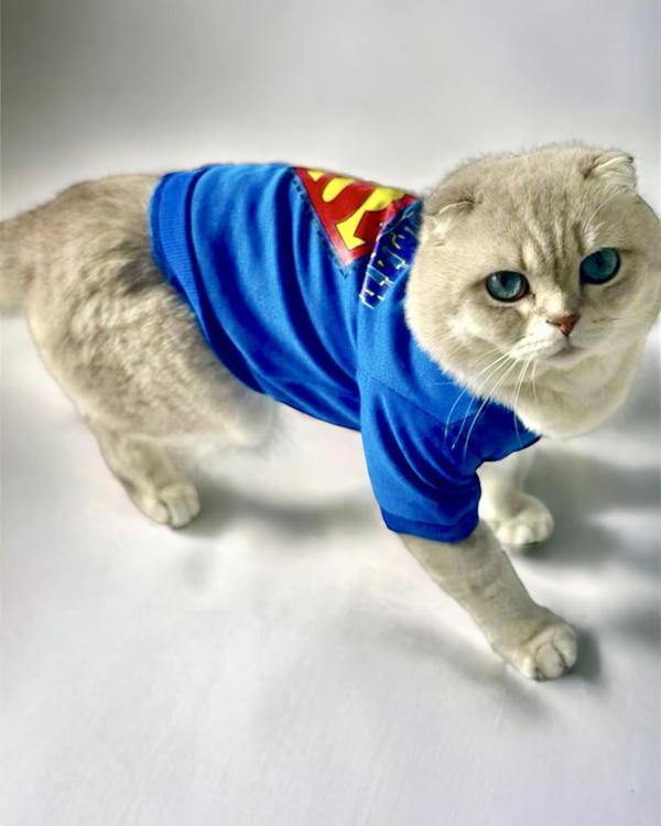 Cat Superman Kedi Tişört (Large 4,5 - 6 Kg için) - Image 1