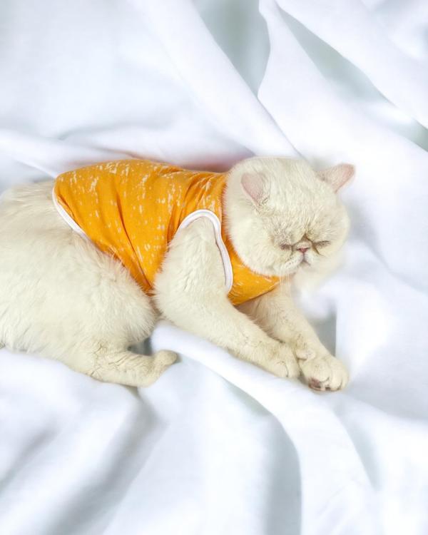 Orange Stripe Atlet Kedi Kıyafeti Kedi Elbisesi - Image 1