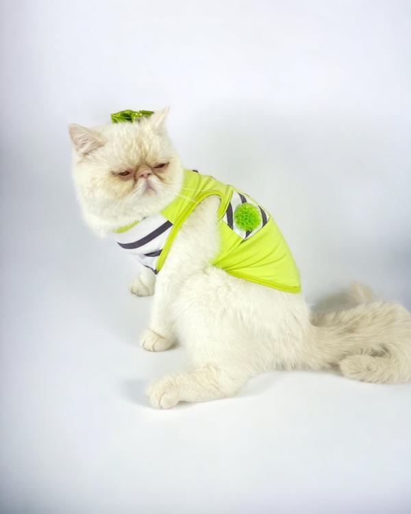 Lime Fuzz Atlet Kedi Kıyafeti Kedi Elbisesi - Image 1