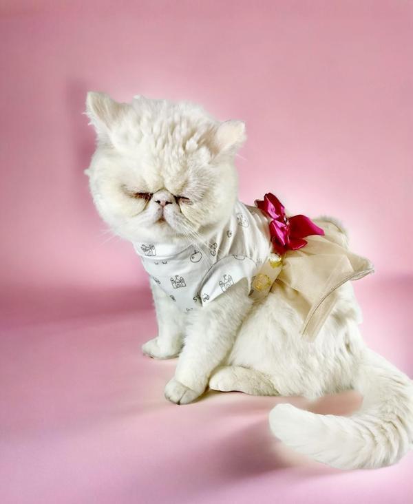 Creamy Fuschia Tütülü Kedi Elbisesi, Kıyafeti Tutu - Image 1