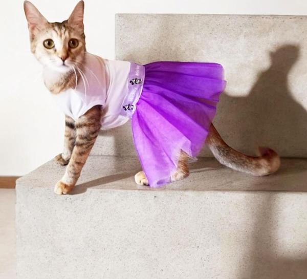 Eflatun Sevimli Fare Tütülü Kedi Elbisesi, Kıyafeti Tutu - Image 1