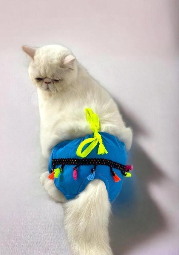Blue Tufty Kemique's Secret Kedi İç Çamaşırı  Regl Külot  Don - Image 1