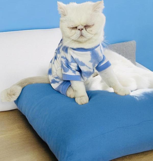 Cat Blue Sky Penye Tulum Kedi Tulumu (Large / 2 – 3 kg )  - Image 1