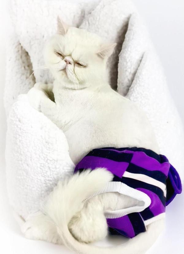 Cat Modern Purp Kedi İç Çamaşırı Regl Külot Don (Medium / 3,5 - 5,5 kg) - Image 1